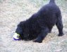 newf_pup_1.jpg 91.8 Kb , 640x480
