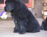 newf_pup_2.jpg 51.0 Kb , 640x480