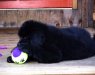 newf_pup_3.jpg 52.8 Kb , 640x480