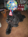 otis_s_11th_birthday1.jpg 40.5 Kb , 360x480