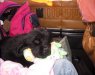 pup.jpg 53.6 Kb , 640x480