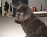 tugger.jpg 72.0 Kb , 640x480